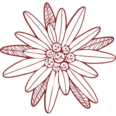 Eine einfache Strichzeichnung einer Damenblume mit langen, schmalen Blütenblättern und einer Ansammlung von runden Formen in der Mitte, alles in einer rötlich-braunen Farbe. Einige Blütenblätter sind mit diagonalen Schraffurlinien gefüllt.